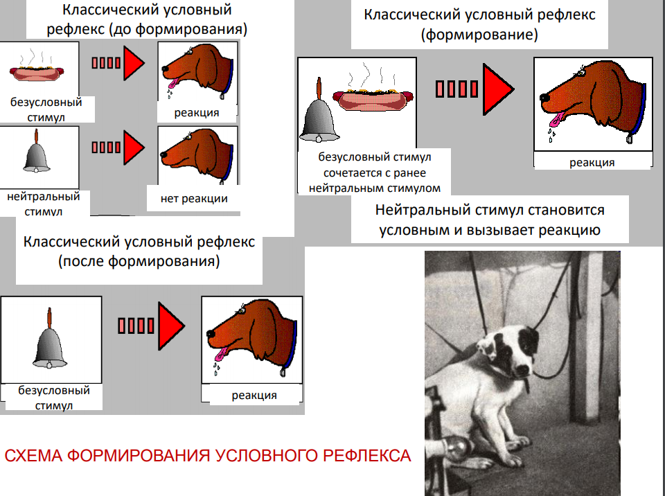1-1-uslovn-refleks.png